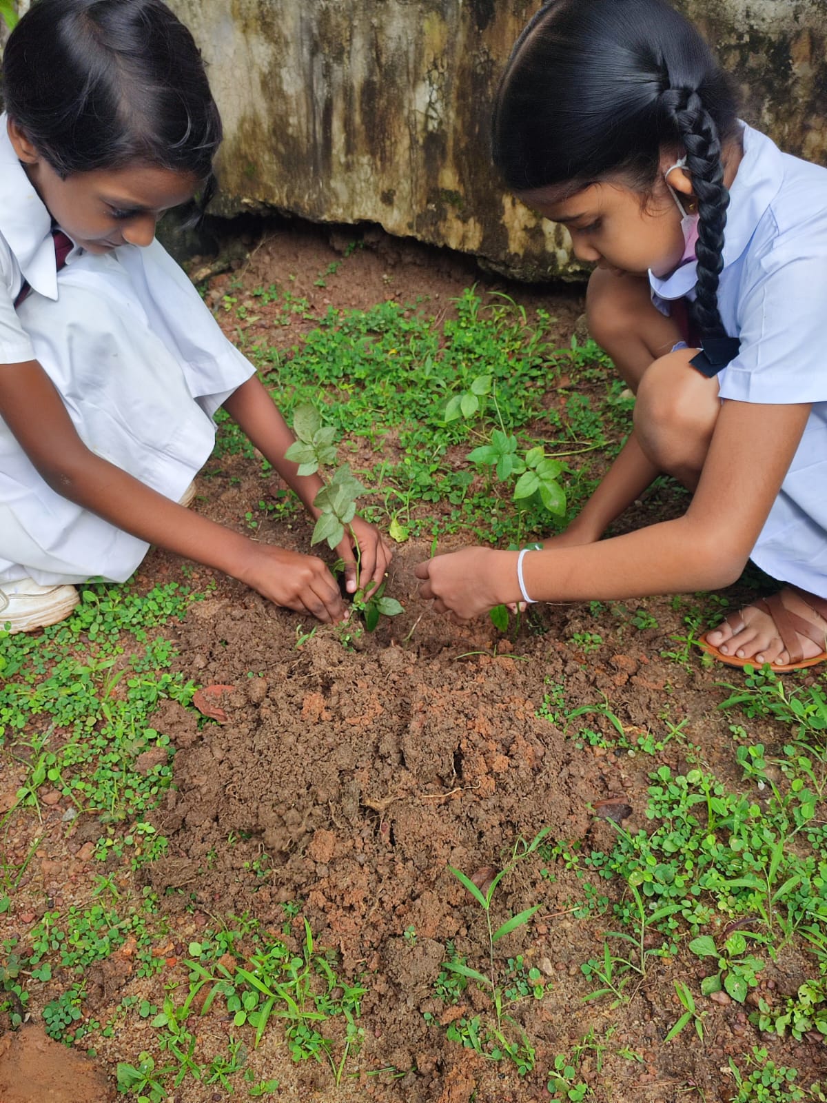 පරිසර නියමුභට ඒකකය